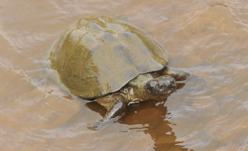 Dunkle Pelomeduse [Pelusios subniger subniger]