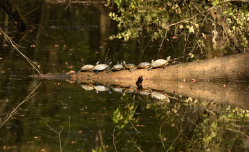 River cooter [Pseudemys concinna concinna]