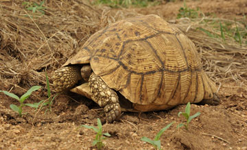 Ostafrikanische Pantherschildkröte [Stigmochelys pardalis babcocki]