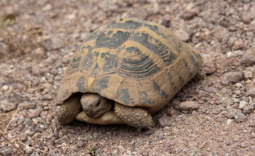 Griechische Landschildkröte [Testudo hermanni boettgeri]