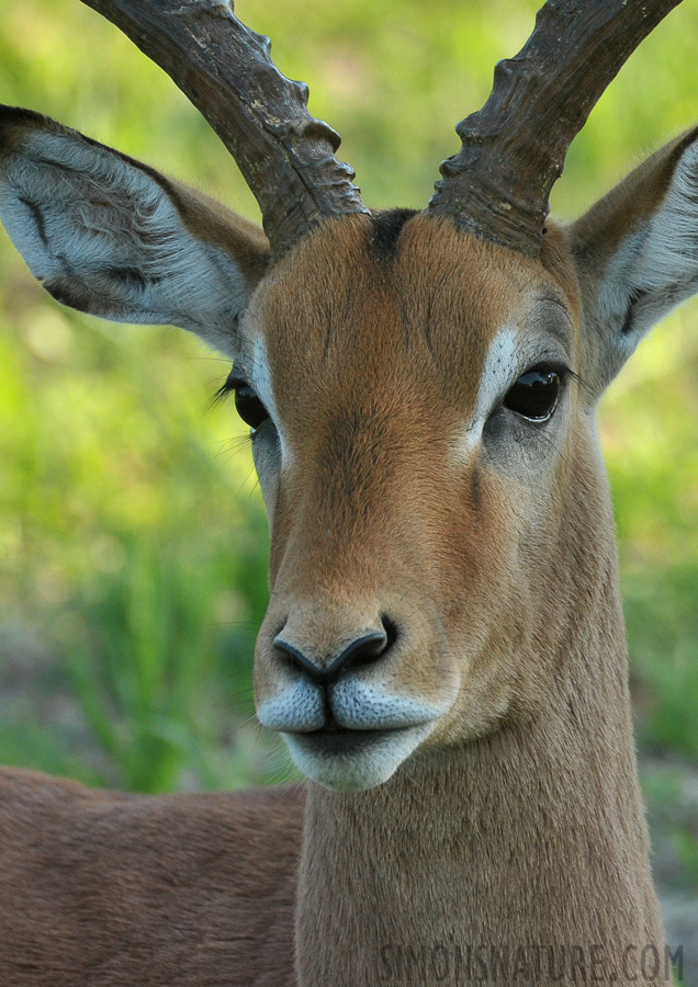 Aepyceros melampus [550 mm, 1/500 sec at f / 9.0, ISO 1250]