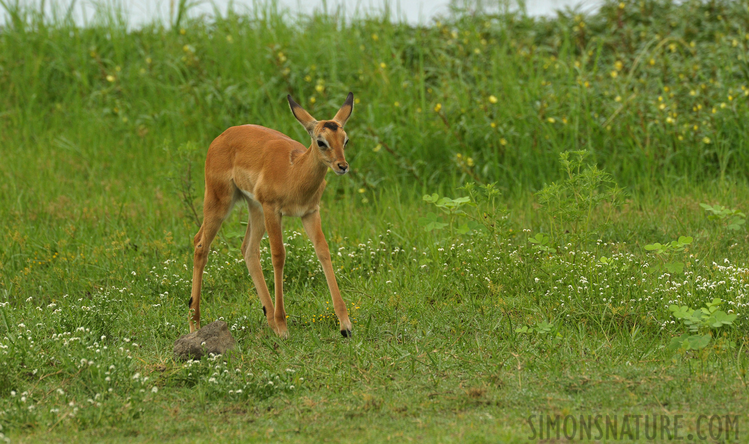 Aepyceros melampus [550 mm, 1/320 sec at f / 9.0, ISO 1600]