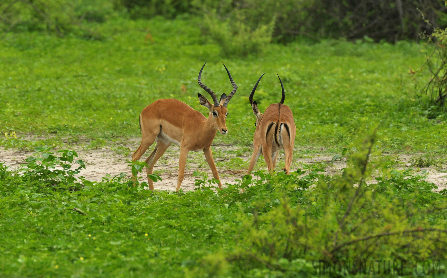 Aepyceros melampus [550 mm, 1/500 sec at f / 9.0, ISO 2500]