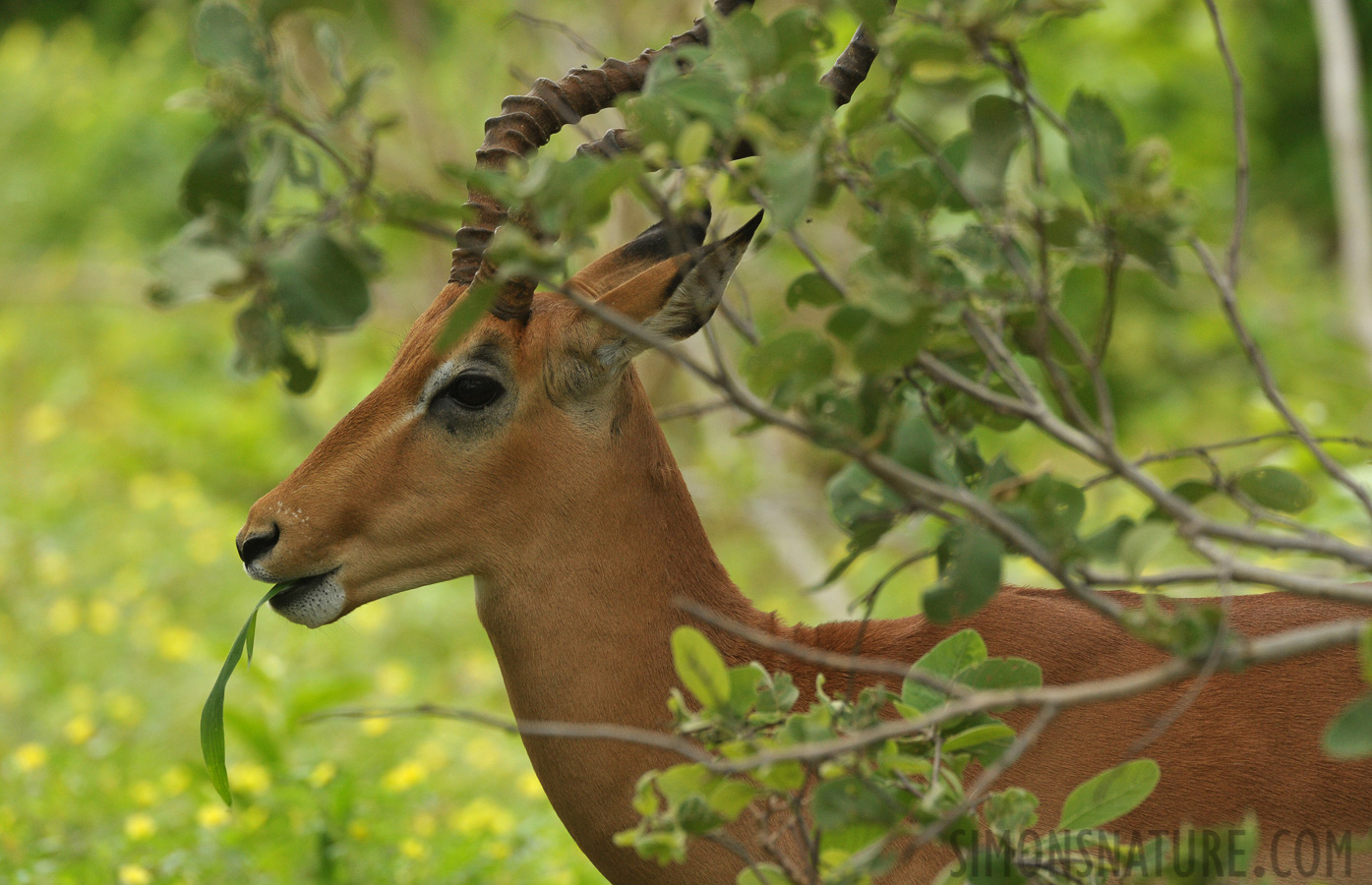 Aepyceros melampus [550 mm, 1/500 sec at f / 8.0, ISO 1600]