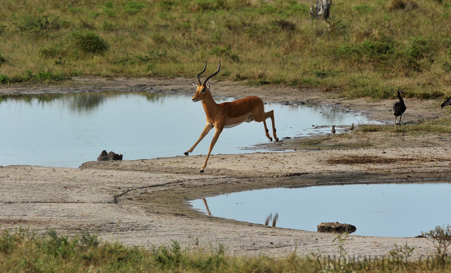 Aepyceros melampus [280 mm, 1/3200 Sek. bei f / 8.0, ISO 1600]