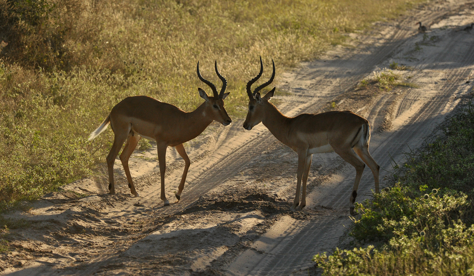 Aepyceros melampus [300 mm, 1/2000 sec at f / 9.0, ISO 1600]