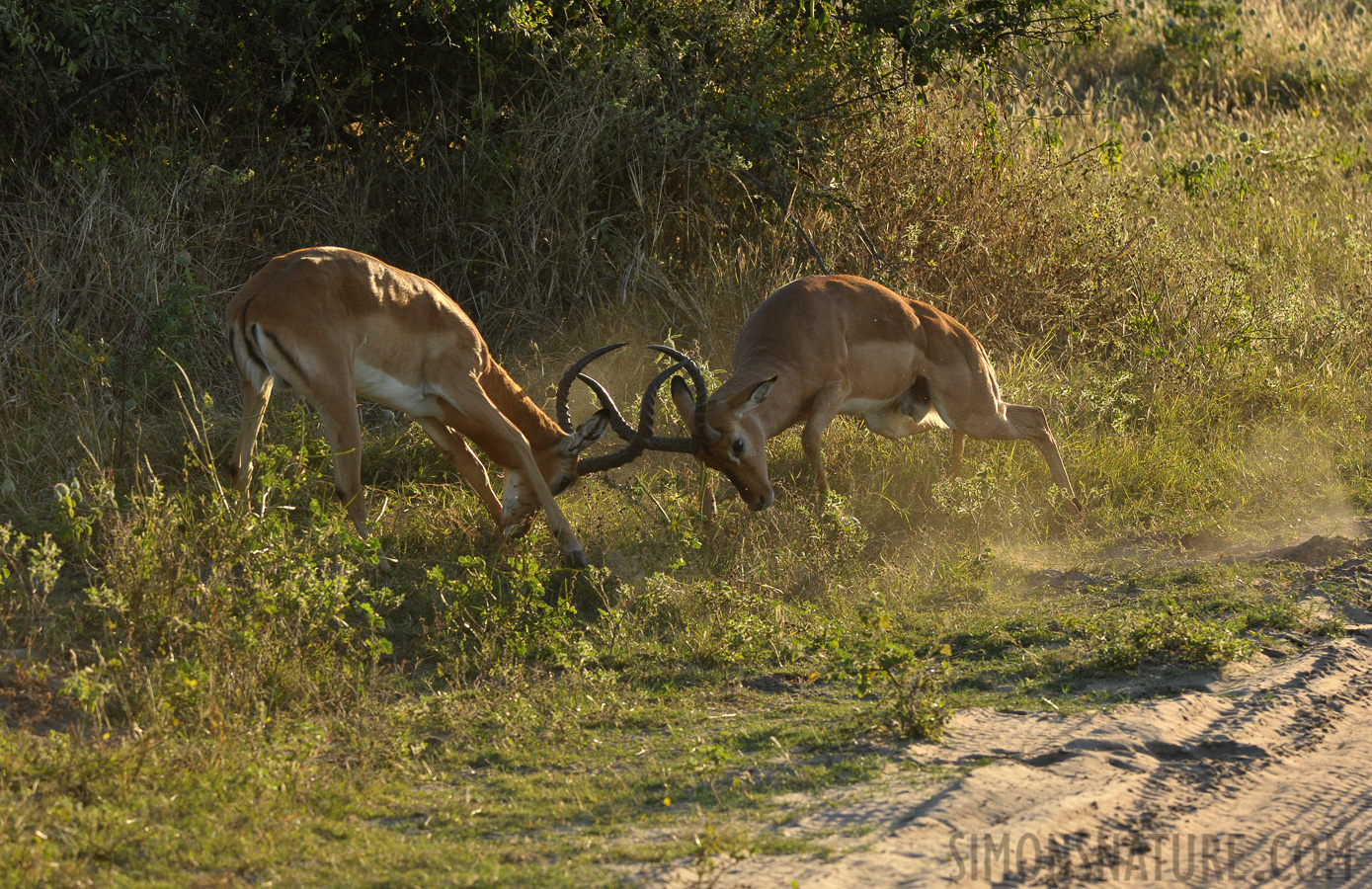 Aepyceros melampus [300 mm, 1/800 sec at f / 9.0, ISO 1600]