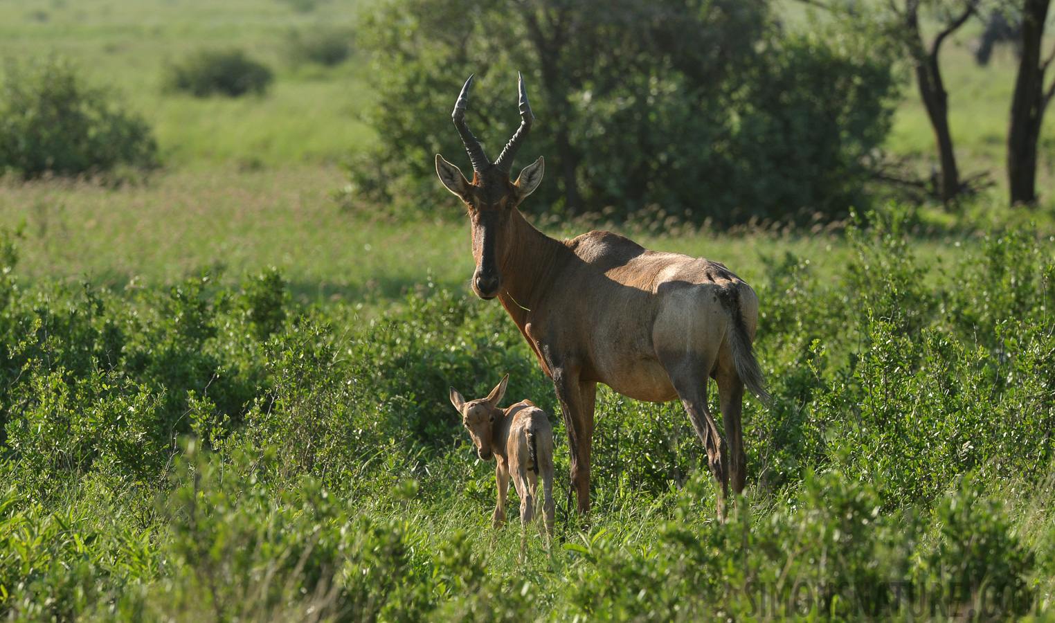 Alcelaphus caama [390 mm, 1/640 sec at f / 9.0, ISO 800]