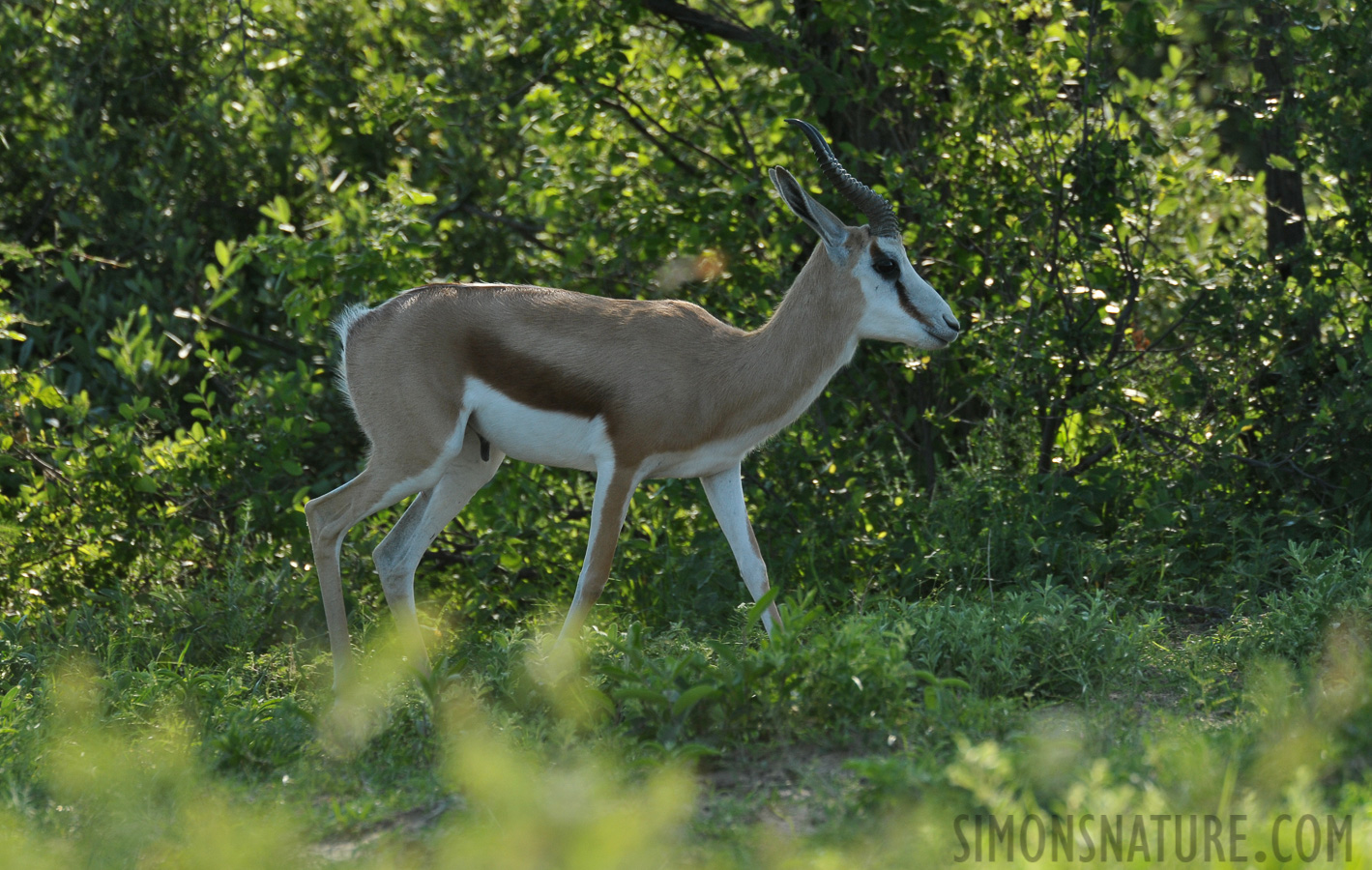 Antidorcas hofmeyri [550 mm, 1/640 sec at f / 9.0, ISO 800]