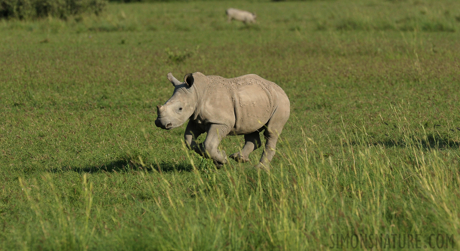 Ceratotherium simum simum [400 mm, 1/2500 Sek. bei f / 9.0, ISO 1250]