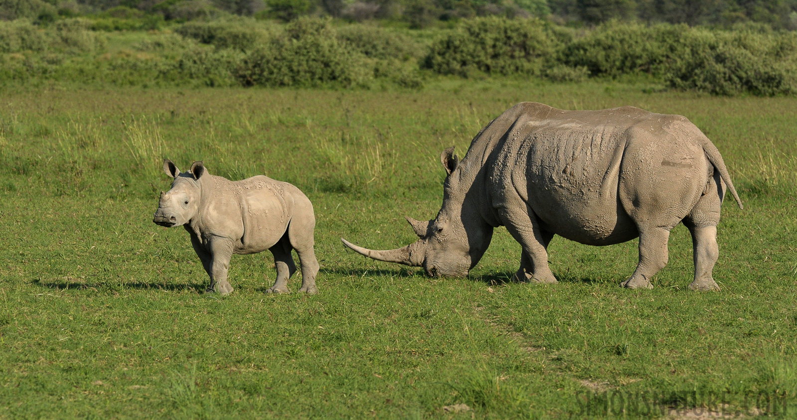 Ceratotherium simum simum [280 mm, 1/2000 sec at f / 9.0, ISO 1250]