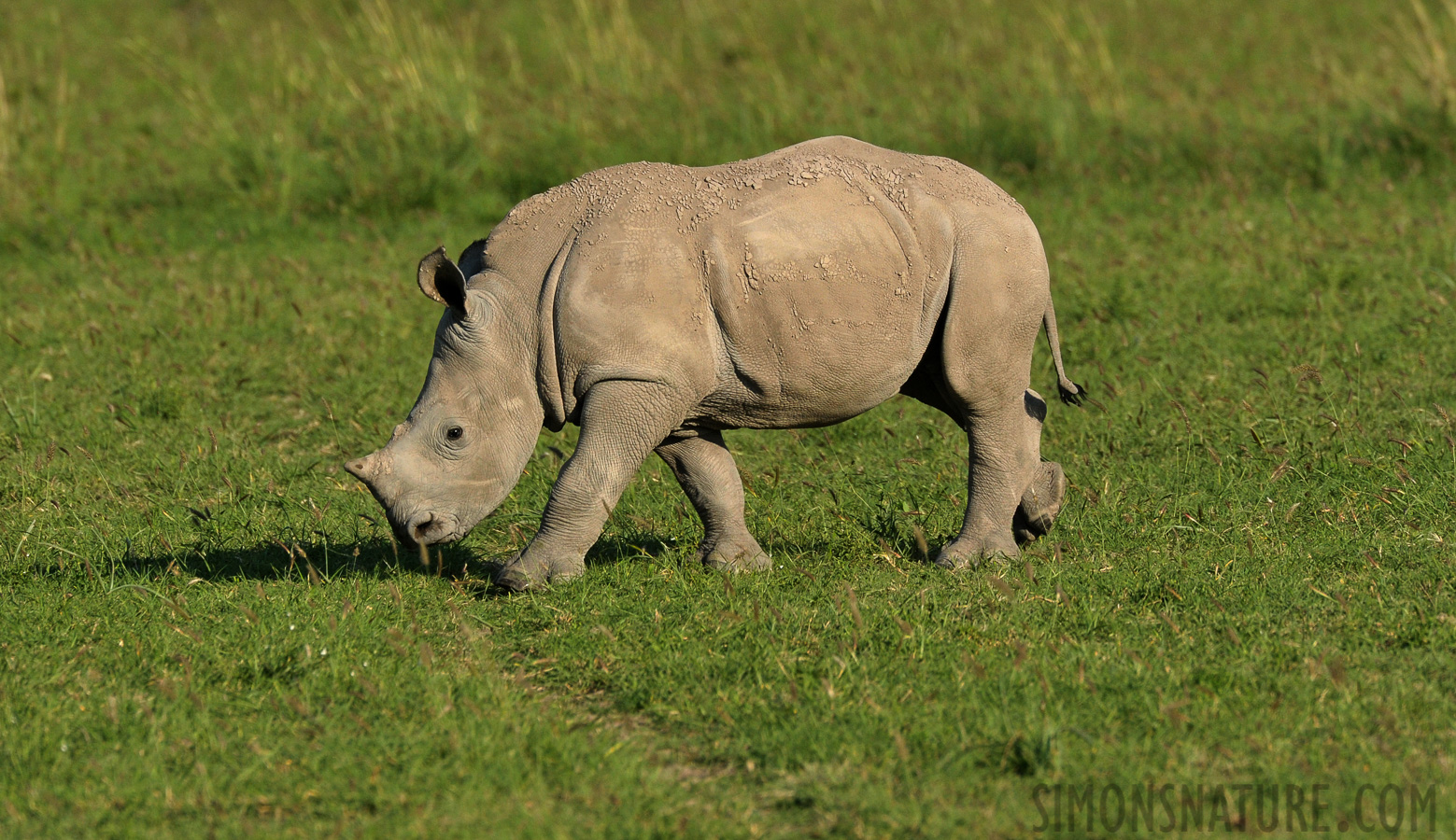 Ceratotherium simum simum [550 mm, 1/2000 Sek. bei f / 9.0, ISO 1250]