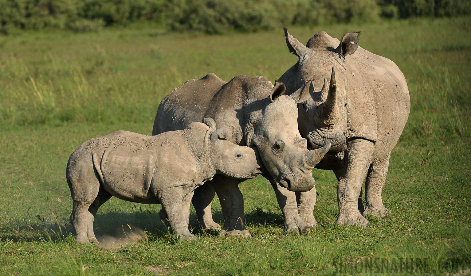 Ceratotherium simum simum [440 mm, 1/2500 Sek. bei f / 9.0, ISO 1250]