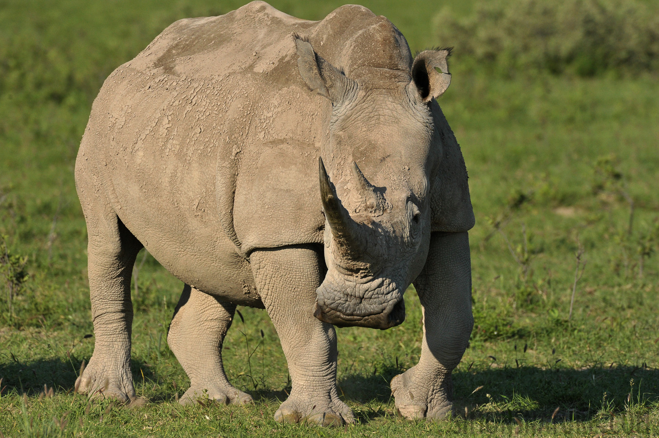 Ceratotherium simum simum [550 mm, 1/3200 Sek. bei f / 9.0, ISO 1250]