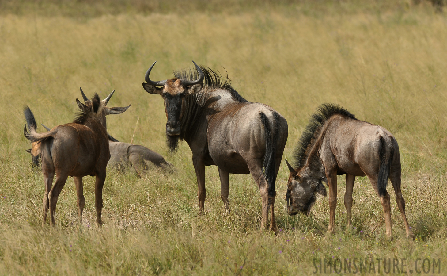 Connochaetes taurinus [320 mm, 1/800 Sek. bei f / 8.0, ISO 400]