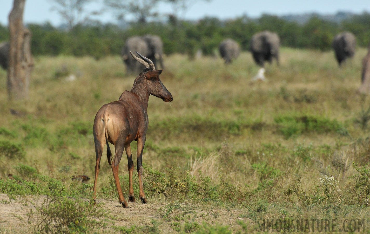 Damaliscus lunatus [550 mm, 1/2500 sec at f / 8.0, ISO 1600]