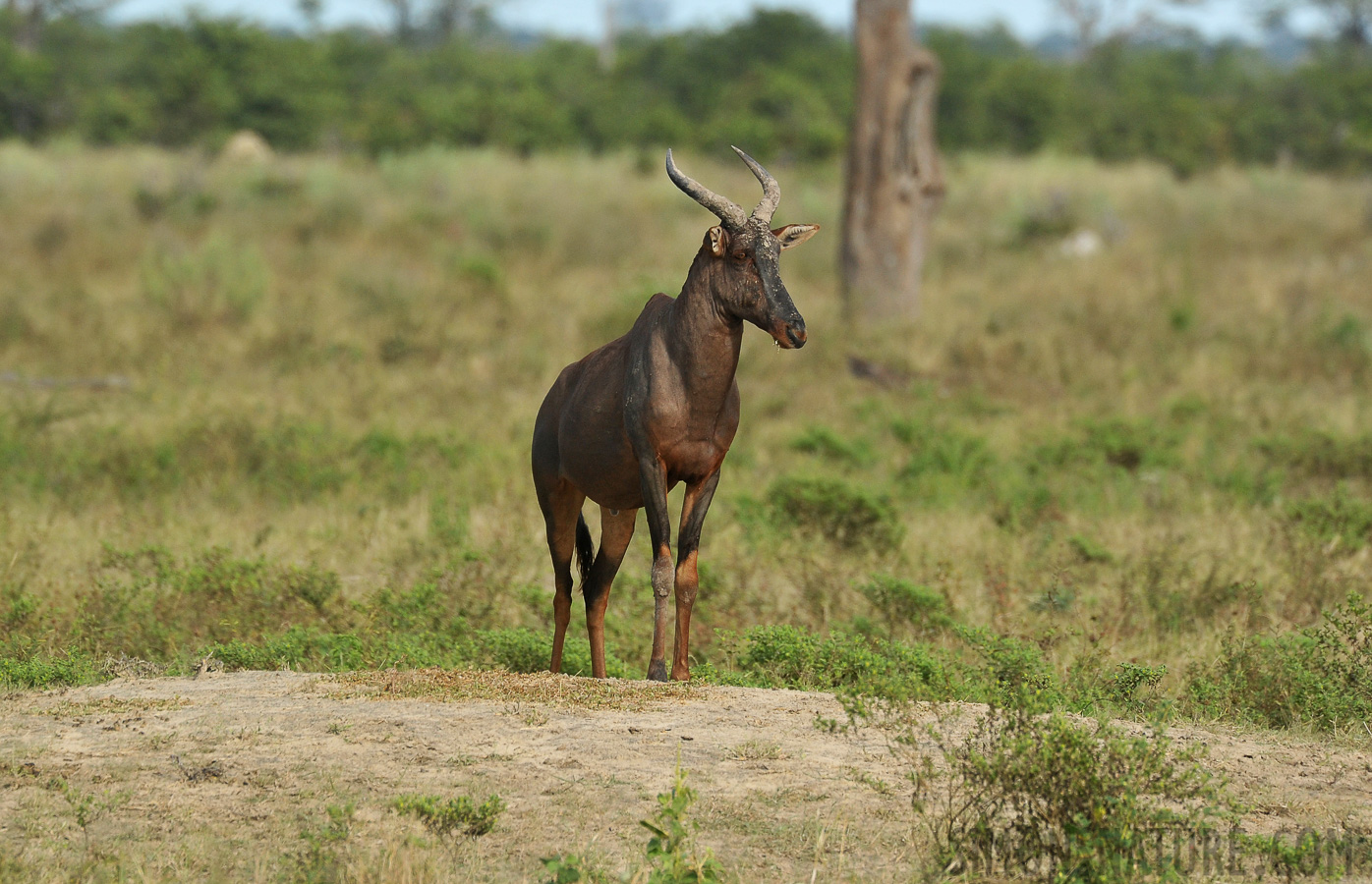 Damaliscus lunatus [550 mm, 1/1250 Sek. bei f / 8.0, ISO 800]