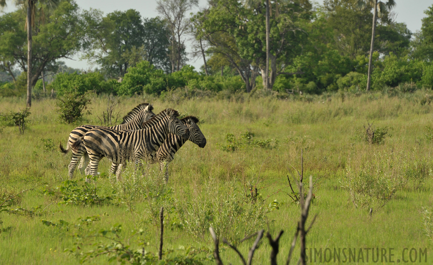 Equus quagga chapmani [300 mm, 1/320 sec at f / 11, ISO 400]