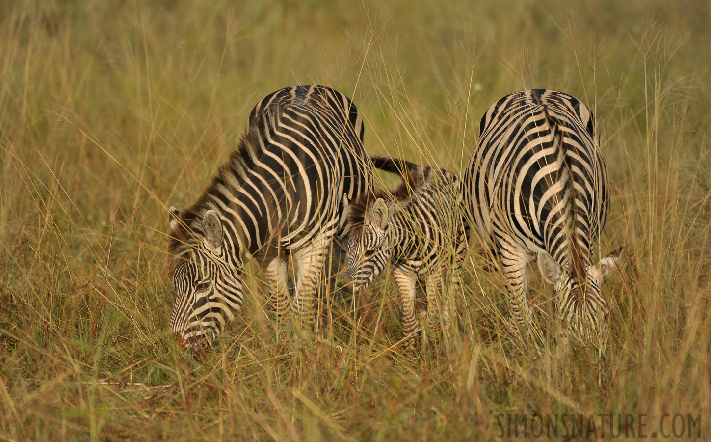 Equus quagga chapmani [550 mm, 1/4000 sec at f / 5.6, ISO 1600]