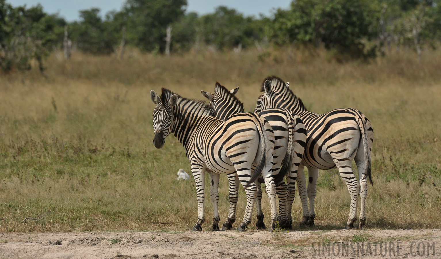 Equus quagga chapmani [490 mm, 1/1250 Sek. bei f / 8.0, ISO 400]