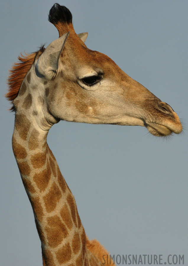 Giraffa giraffa angolensis [550 mm, 1/3200 Sek. bei f / 7.1, ISO 1600]