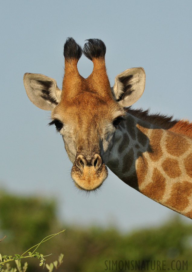 Giraffa giraffa angolensis [550 mm, 1/3200 Sek. bei f / 7.1, ISO 1600]