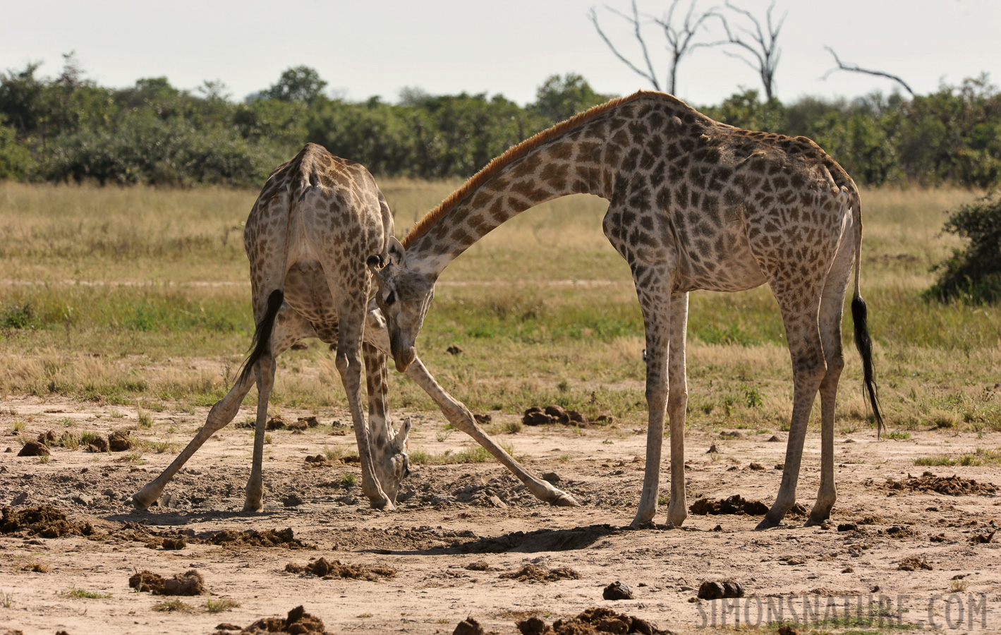 Giraffa giraffa angolensis [440 mm, 1/320 Sek. bei f / 13, ISO 500]