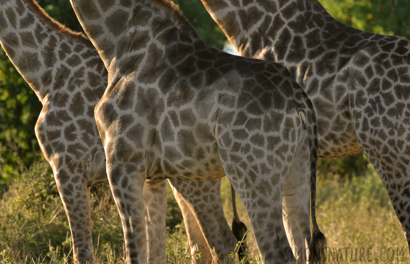 Giraffa giraffa angolensis [550 mm, 1/100 Sek. bei f / 13, ISO 400]