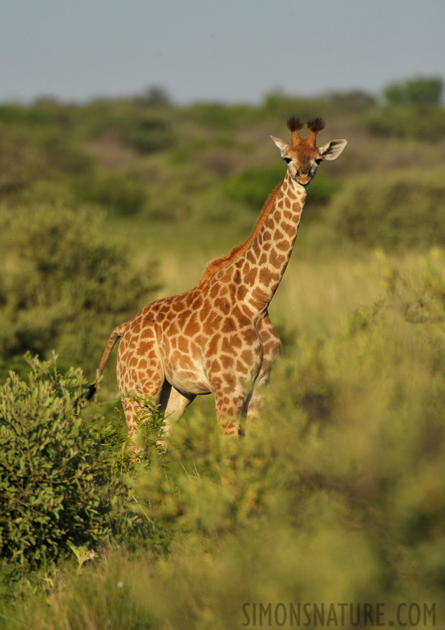 Giraffa camelopardalis giraffa [550 mm, 1/2500 Sek. bei f / 7.1, ISO 1600]