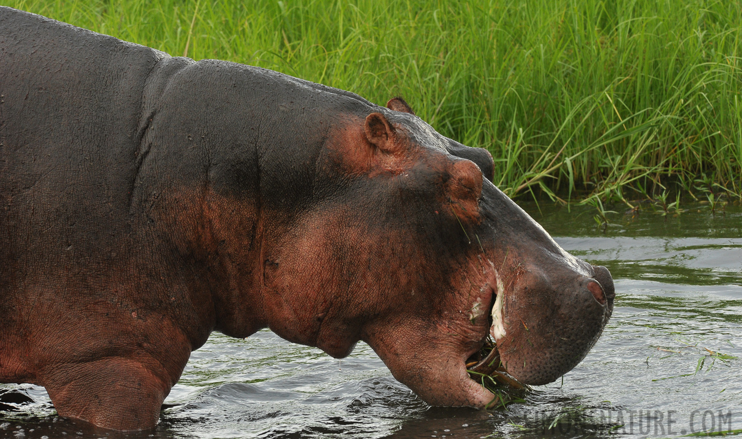 Hippopotamus amphibius capensis [280 mm, 1/640 Sek. bei f / 10, ISO 1600]