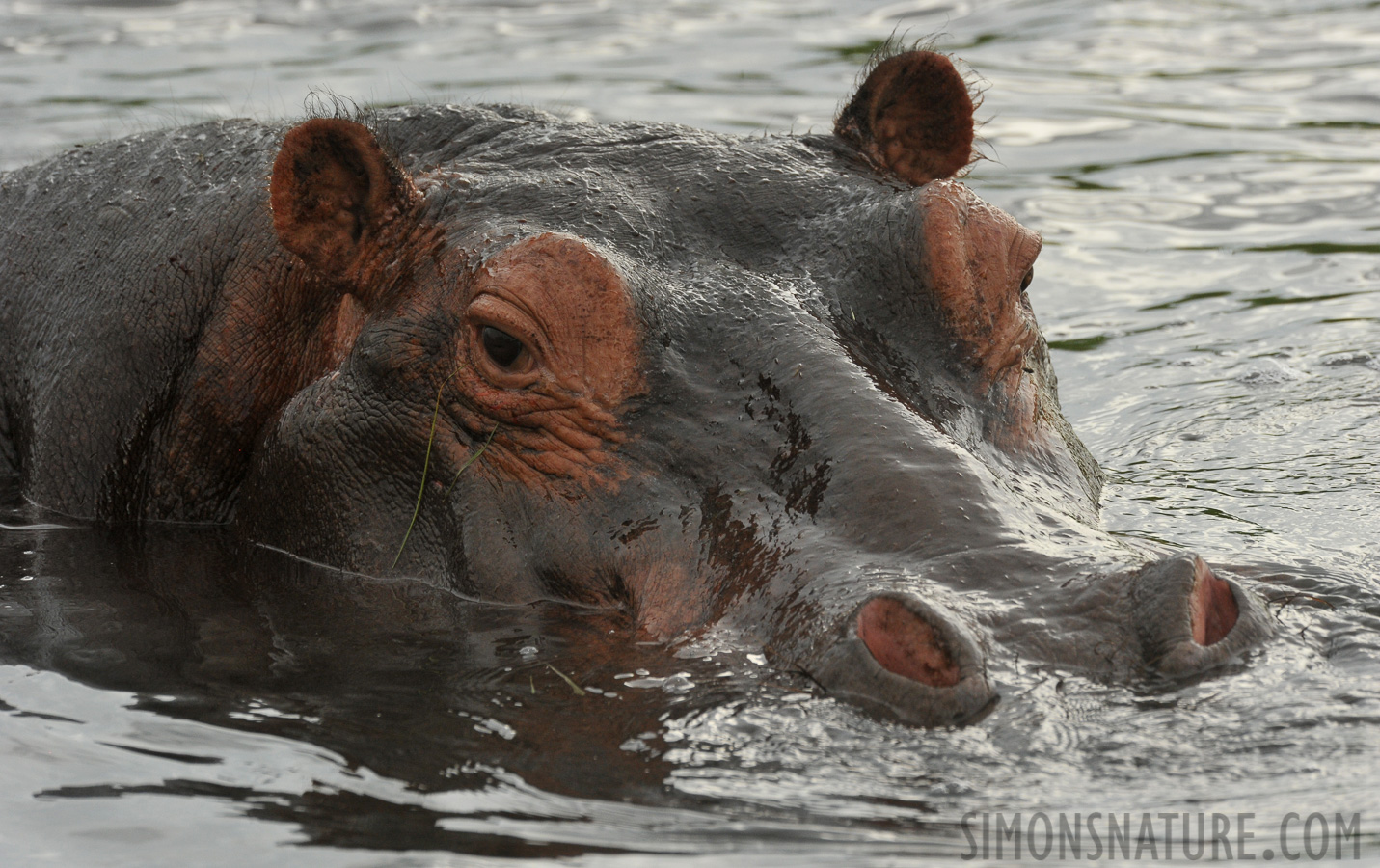 Hippopotamus amphibius capensis [550 mm, 1/1000 Sek. bei f / 10, ISO 1600]