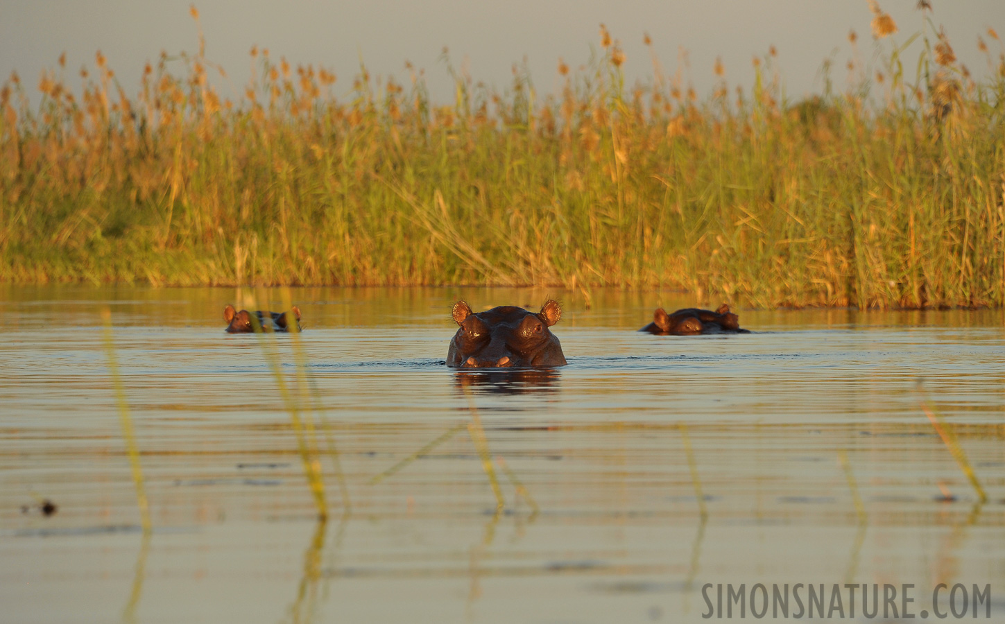 Hippopotamus amphibius capensis [300 mm, 1/640 Sek. bei f / 8.0, ISO 800]