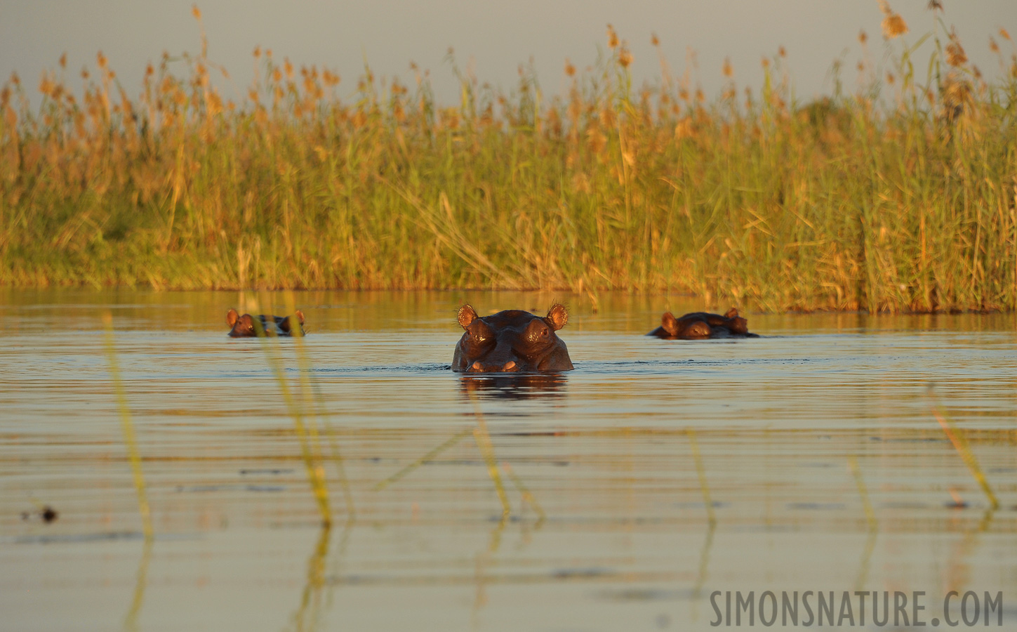 Hippopotamus amphibius capensis [300 mm, 1/640 Sek. bei f / 8.0, ISO 800]