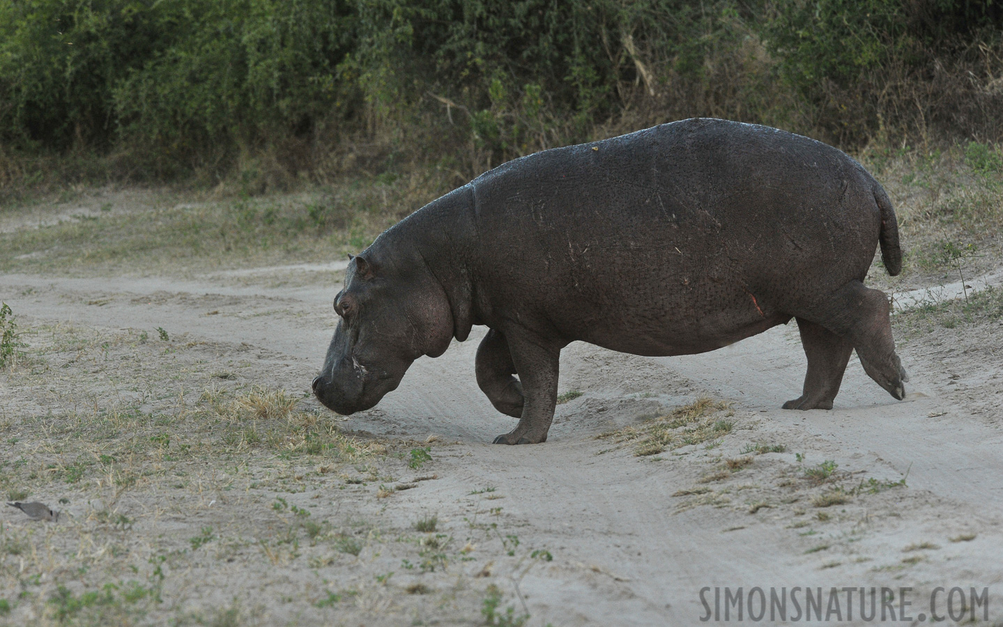 Hippopotamus amphibius capensis [320 mm, 1/500 Sek. bei f / 8.0, ISO 1600]