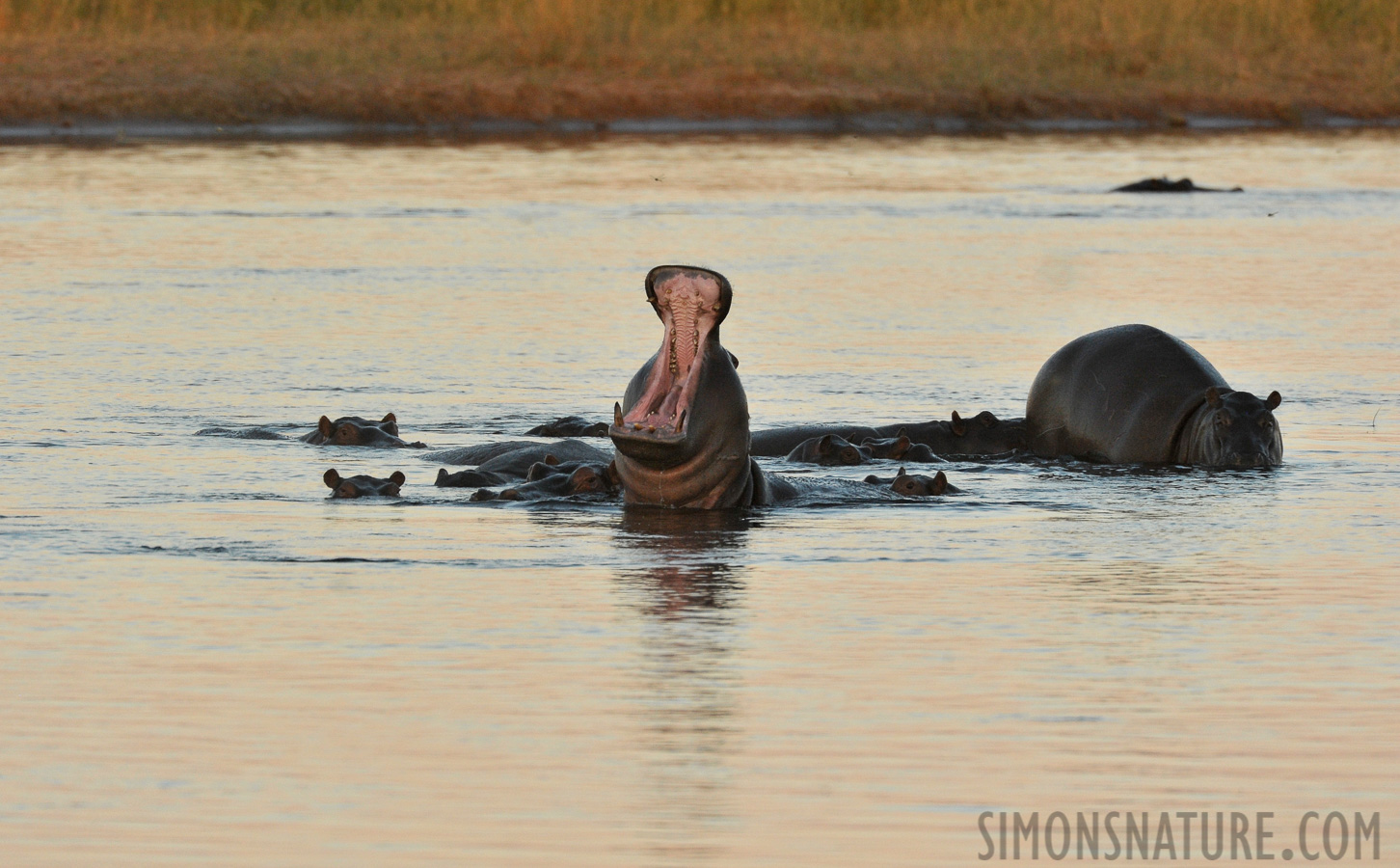 Hippopotamus amphibius capensis [550 mm, 1/500 Sek. bei f / 8.0, ISO 1600]