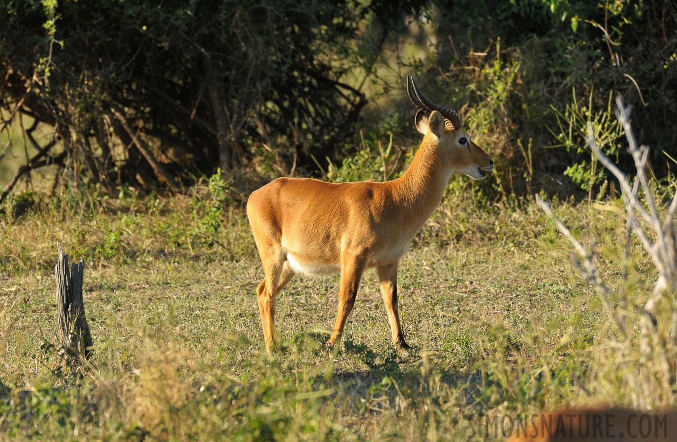 Kobus vardonii [550 mm, 1/1250 sec at f / 8.0, ISO 1600]