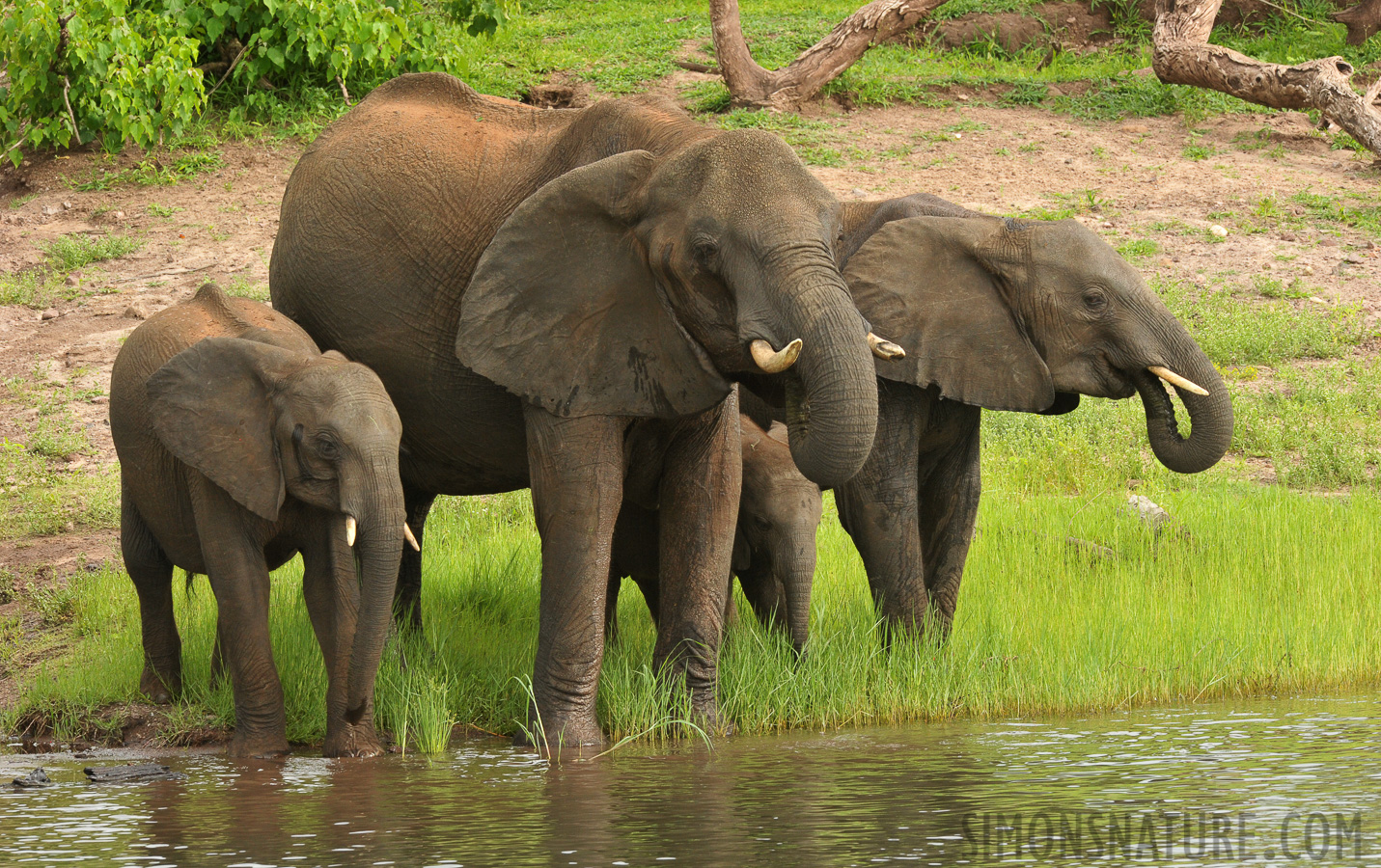 Loxodonta africana [280 mm, 1/160 sec at f / 14, ISO 1600]