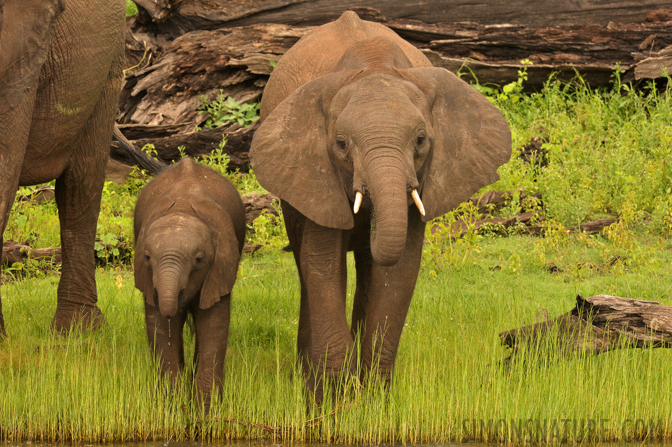 Loxodonta africana [280 mm, 1/250 Sek. bei f / 10, ISO 1600]