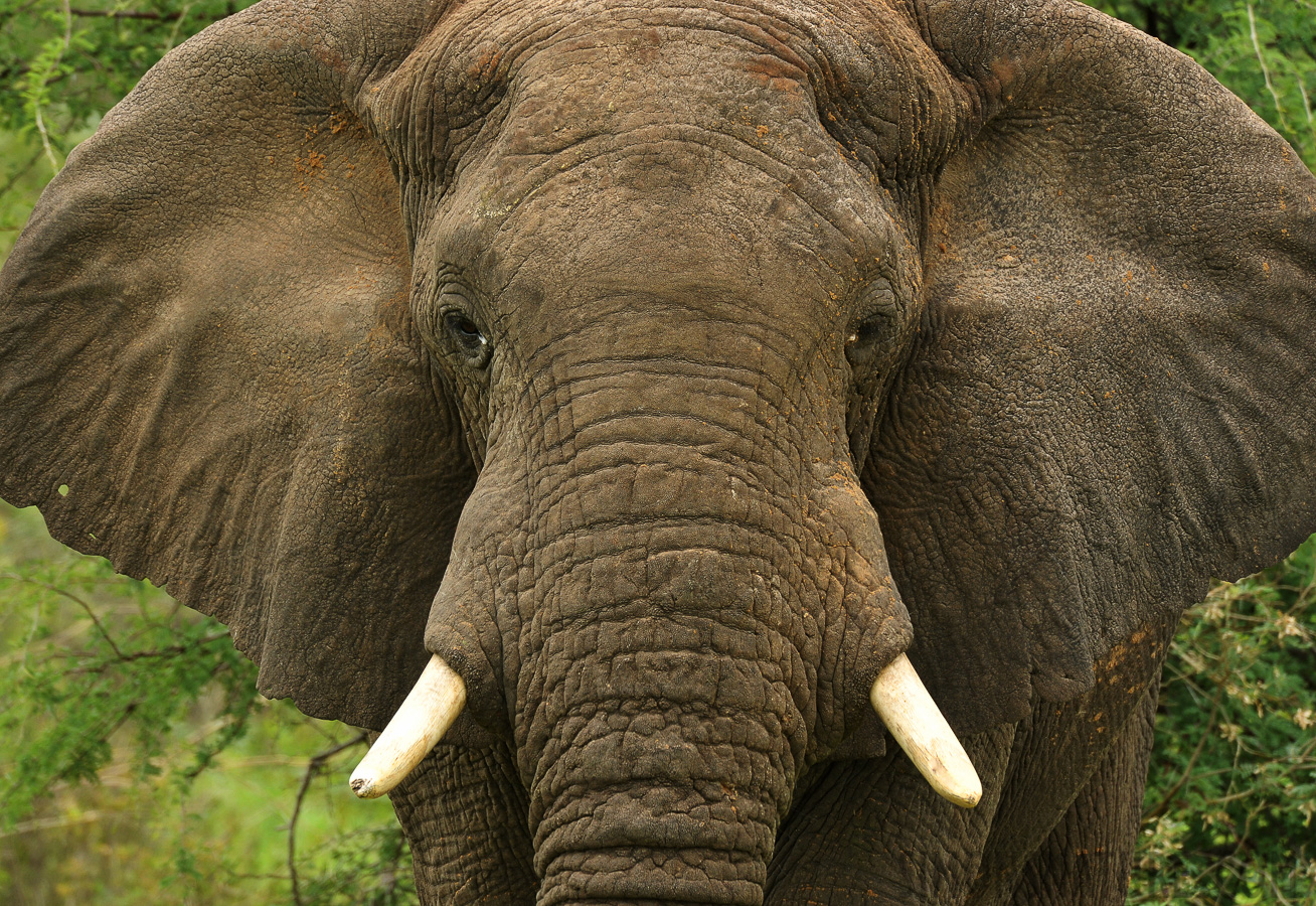 Loxodonta africana [550 mm, 1/400 Sek. bei f / 9.0, ISO 1000]