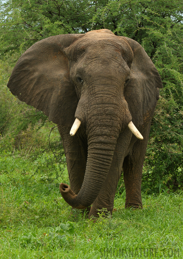 Loxodonta africana [280 mm, 1/500 sec at f / 9.0, ISO 1000]