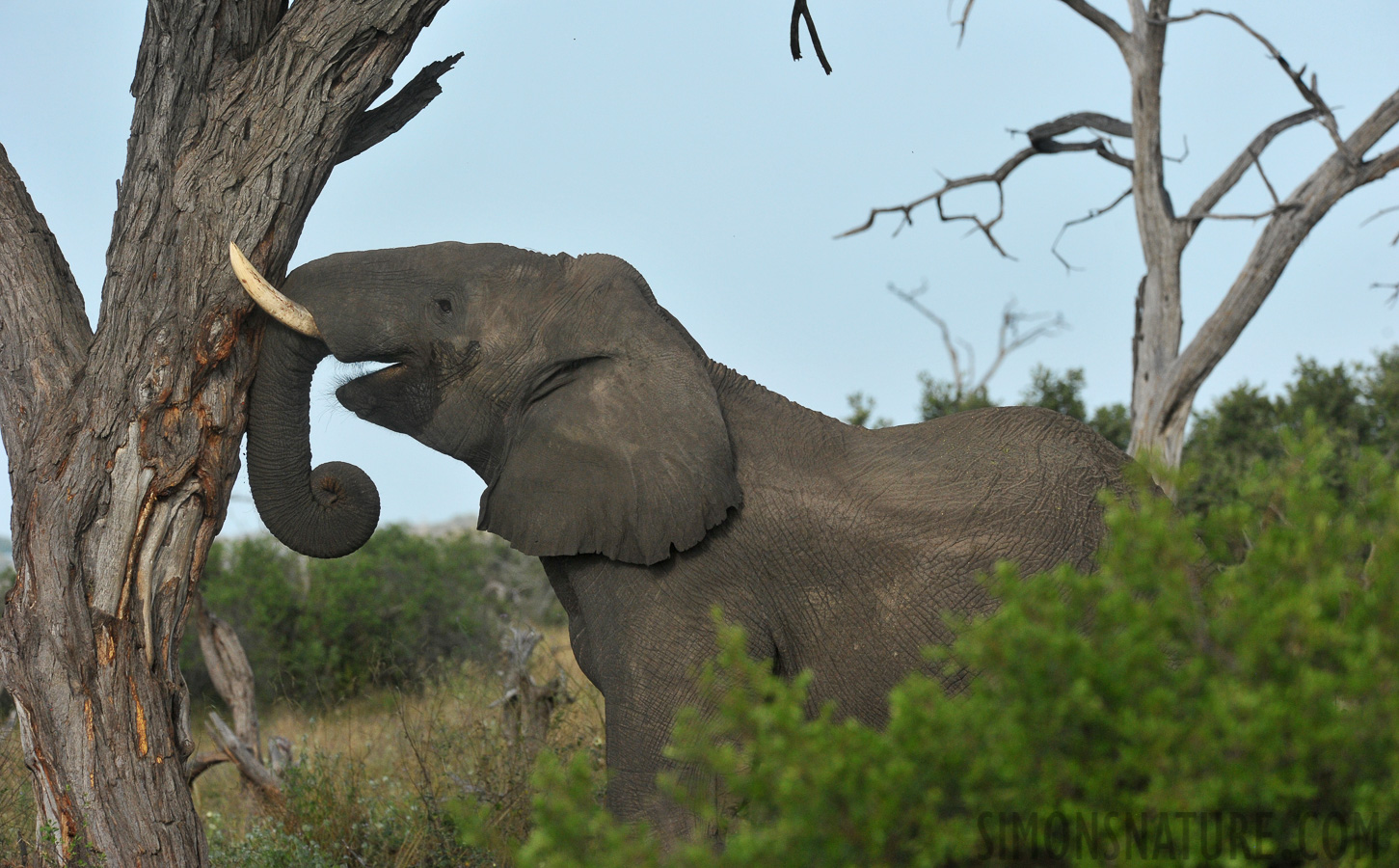 Loxodonta africana [370 mm, 1/2500 sec at f / 8.0, ISO 1600]