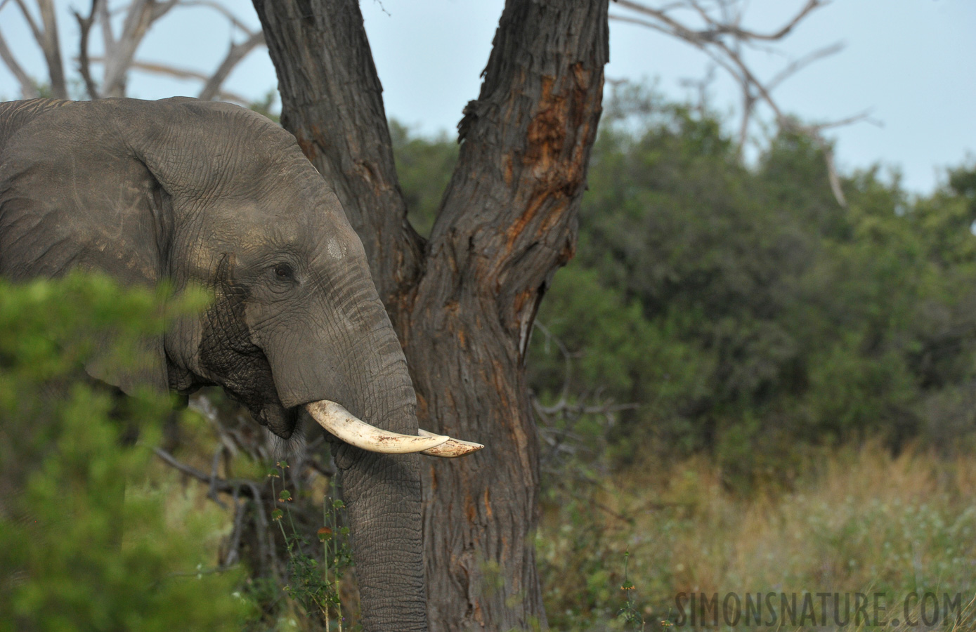 Loxodonta africana [550 mm, 1/1600 sec at f / 8.0, ISO 1600]