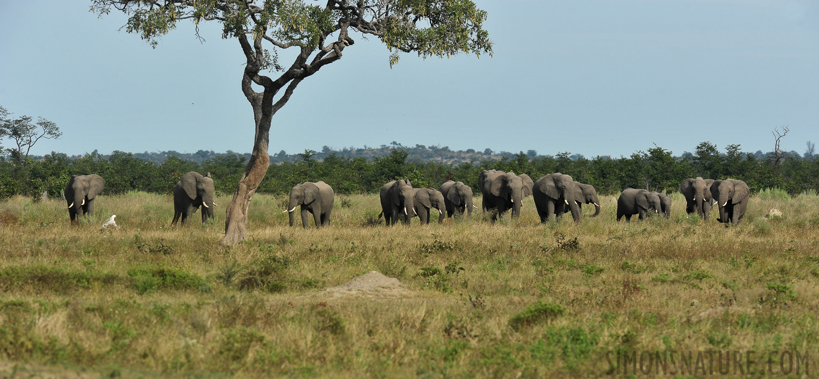 Loxodonta africana [360 mm, 1/2000 sec at f / 8.0, ISO 800]