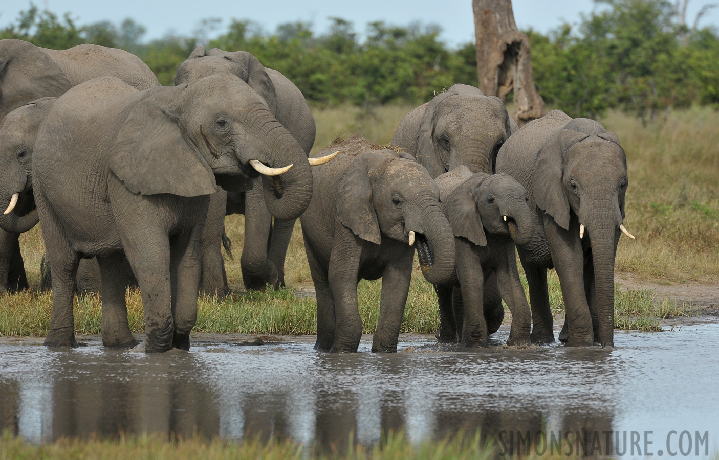 Loxodonta africana [550 mm, 1/1000 Sek. bei f / 8.0, ISO 800]