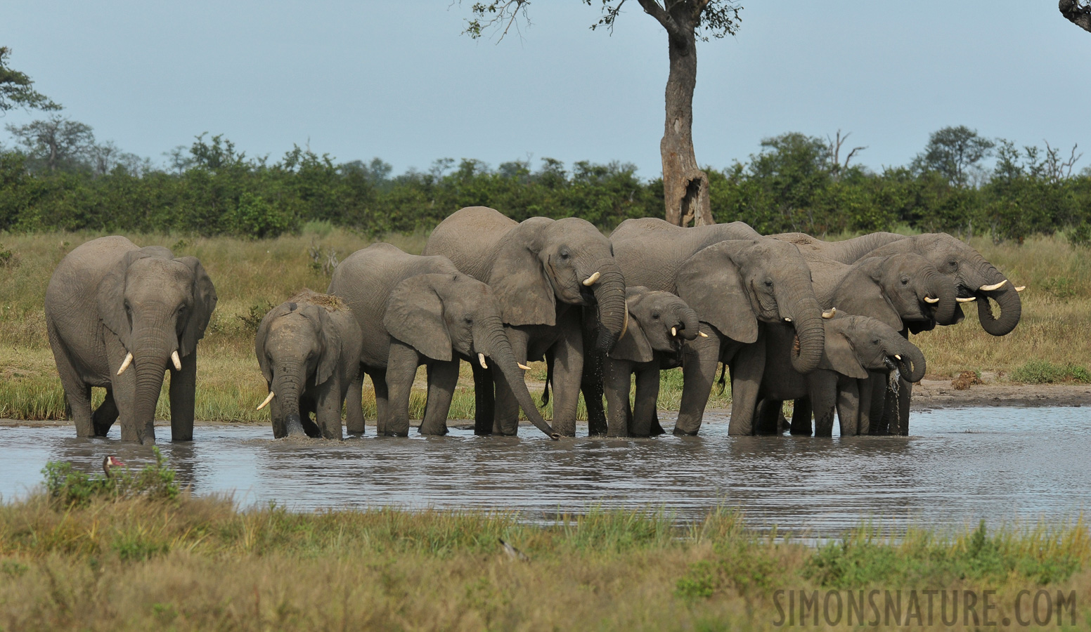 Loxodonta africana [280 mm, 1/1600 Sek. bei f / 8.0, ISO 800]