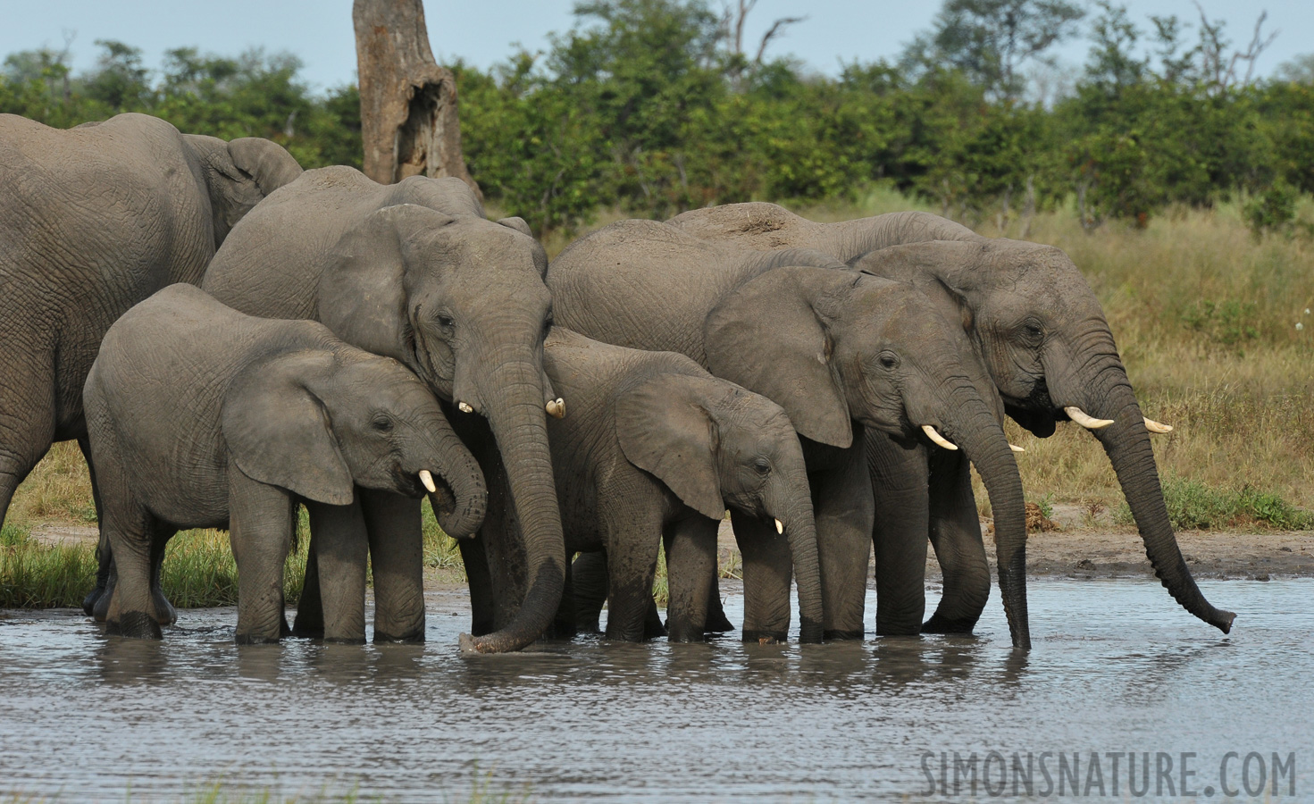 Loxodonta africana [550 mm, 1/500 sec at f / 13, ISO 800]