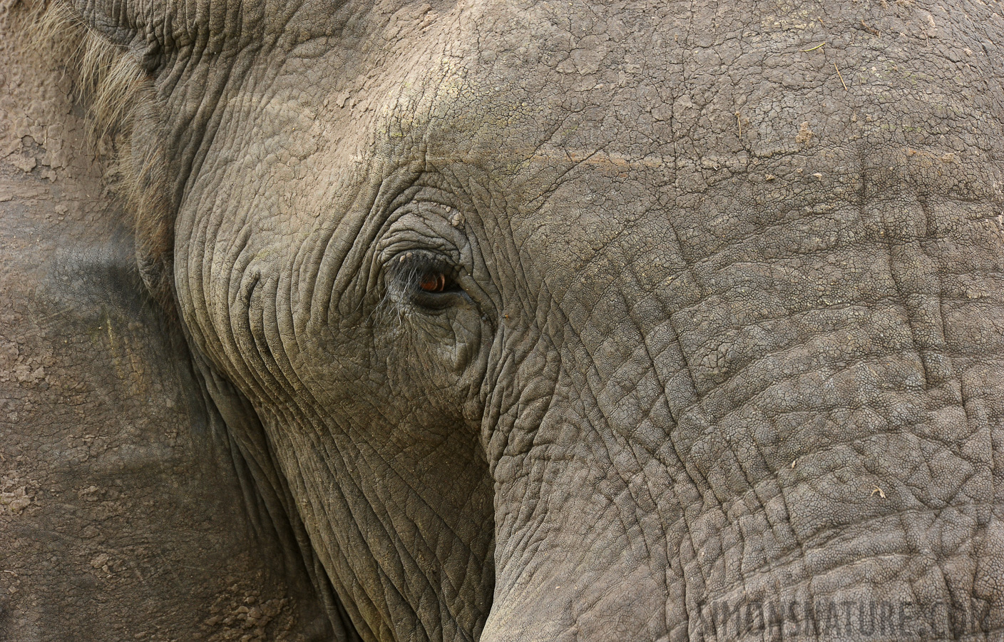 Loxodonta africana [550 mm, 1/200 sec at f / 10, ISO 800]