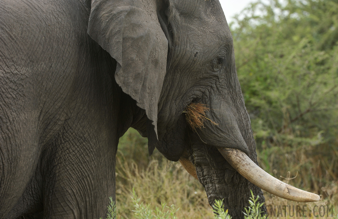 Loxodonta africana [380 mm, 1/500 Sek. bei f / 9.0, ISO 800]