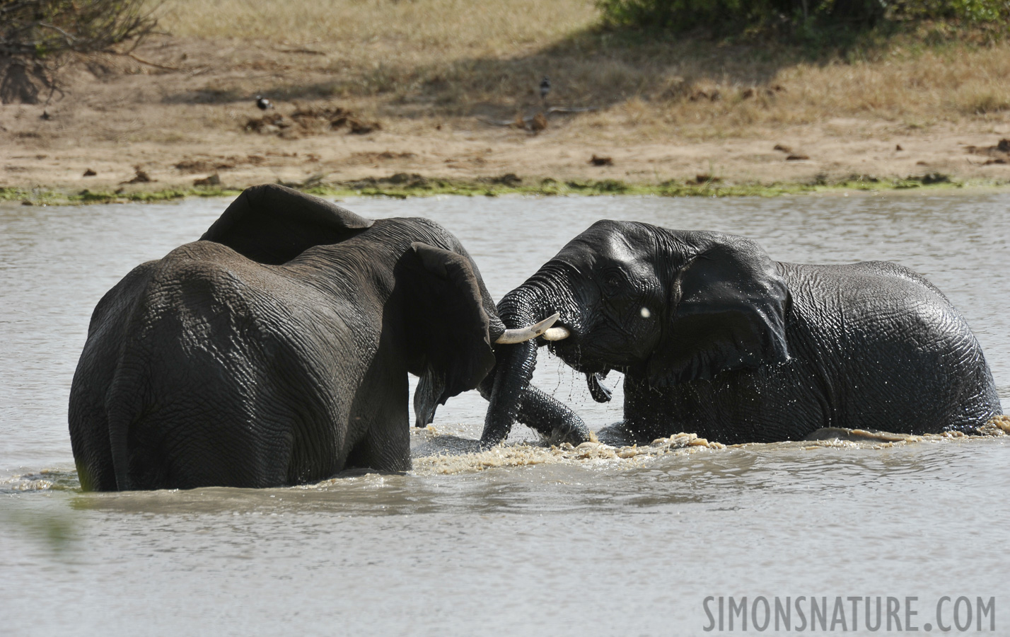 Loxodonta africana [550 mm, 1/800 Sek. bei f / 8.0, ISO 400]