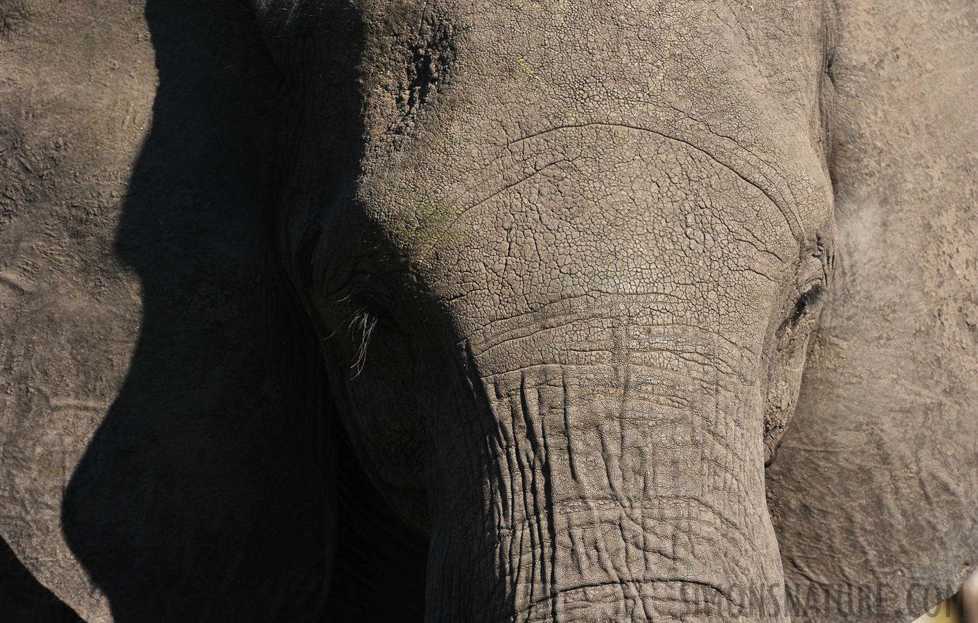 Loxodonta africana [550 mm, 1/2000 Sek. bei f / 8.0, ISO 800]